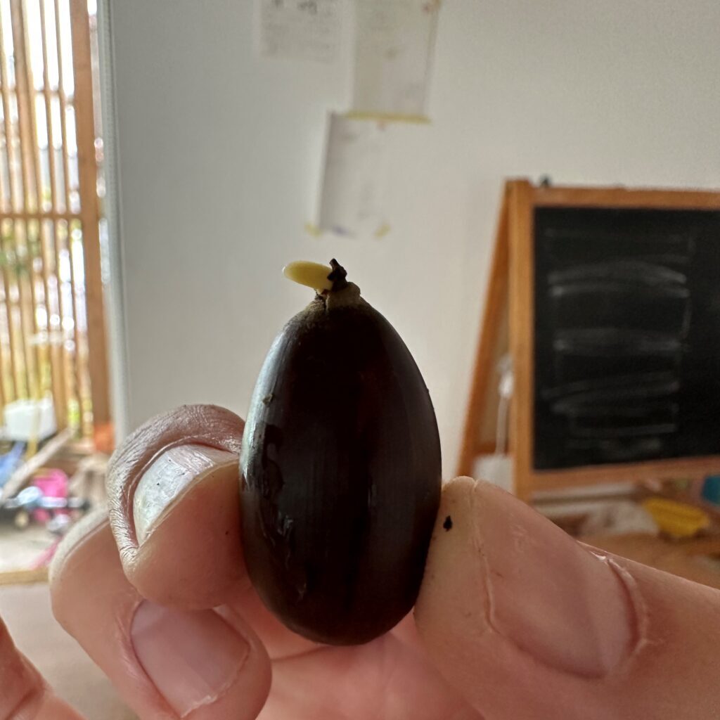 どんぐり成長記録