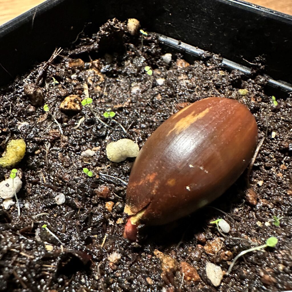 どんぐり成長記録