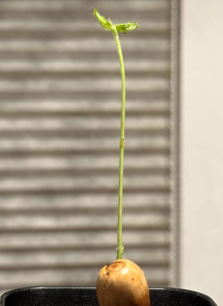 どんぐり成長記録