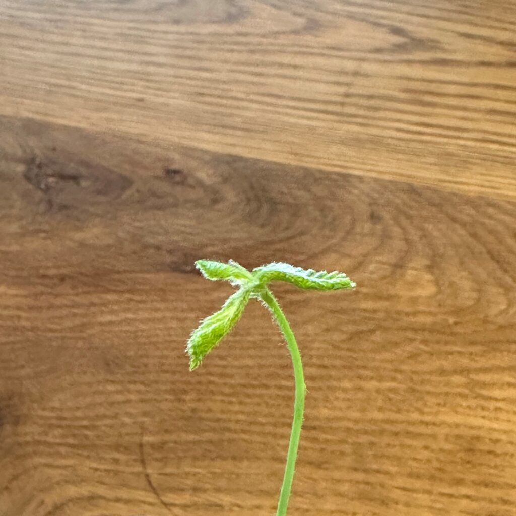 どんぐり成長記録