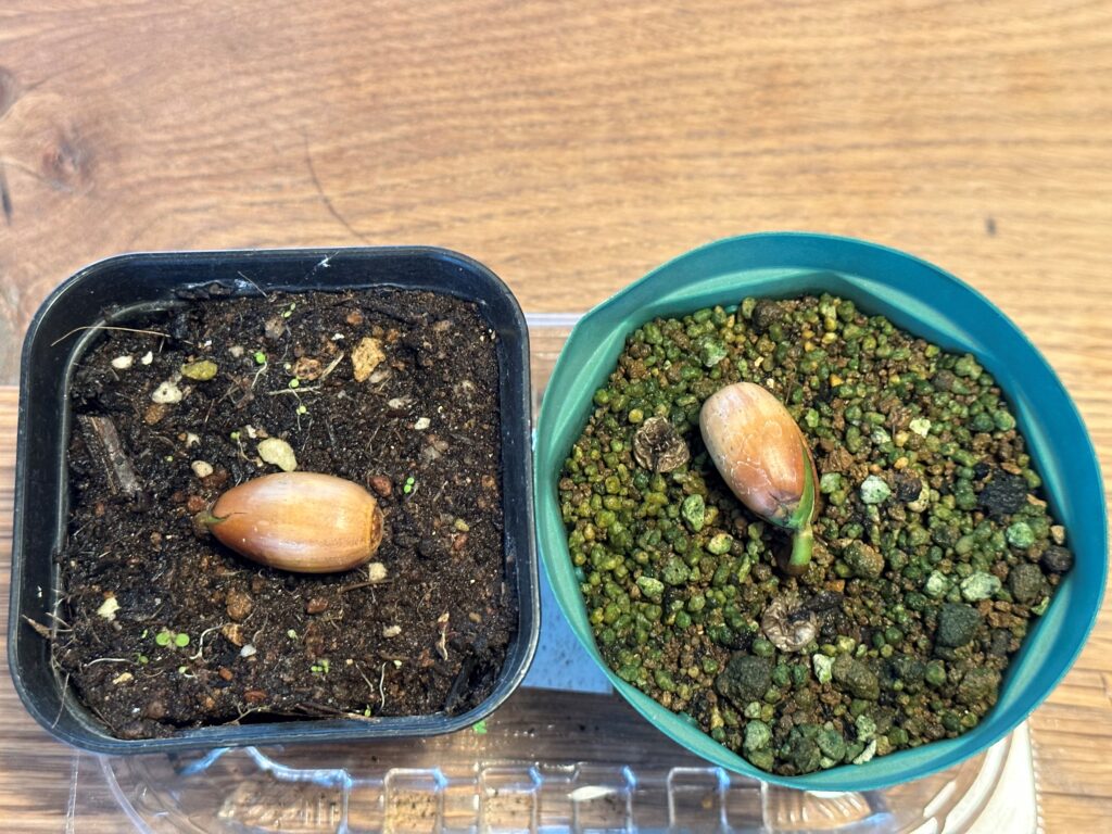 どんぐり成長記録２ その他