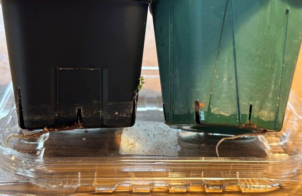 どんぐり成長記録　その他